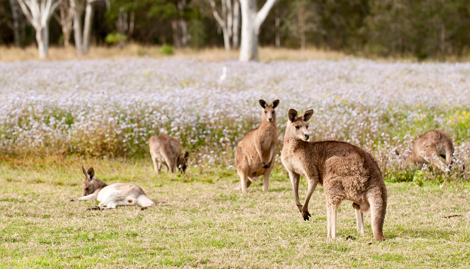 About the kangaroo industry Macro Group Australia
